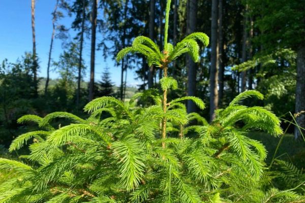 Ein junger Fichtenbaum