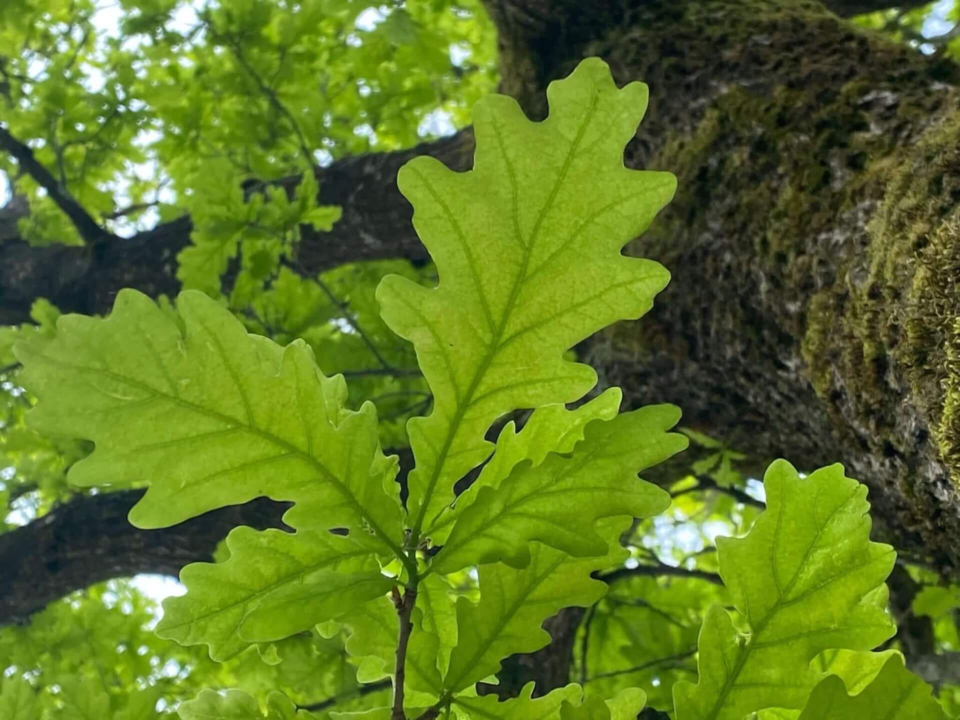 Wald in Bayern
