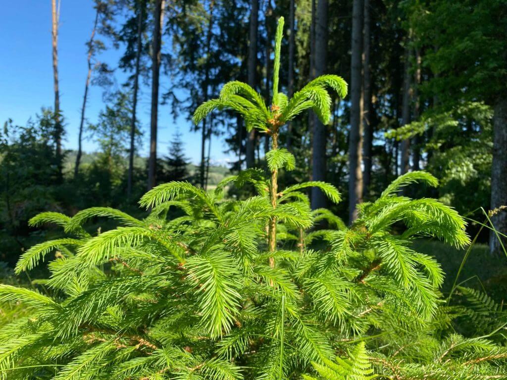 Ein junger Fichtenbaum