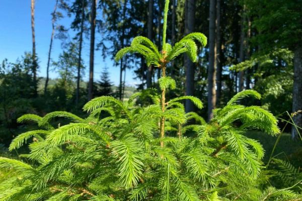 Ein junger Fichtenbaum