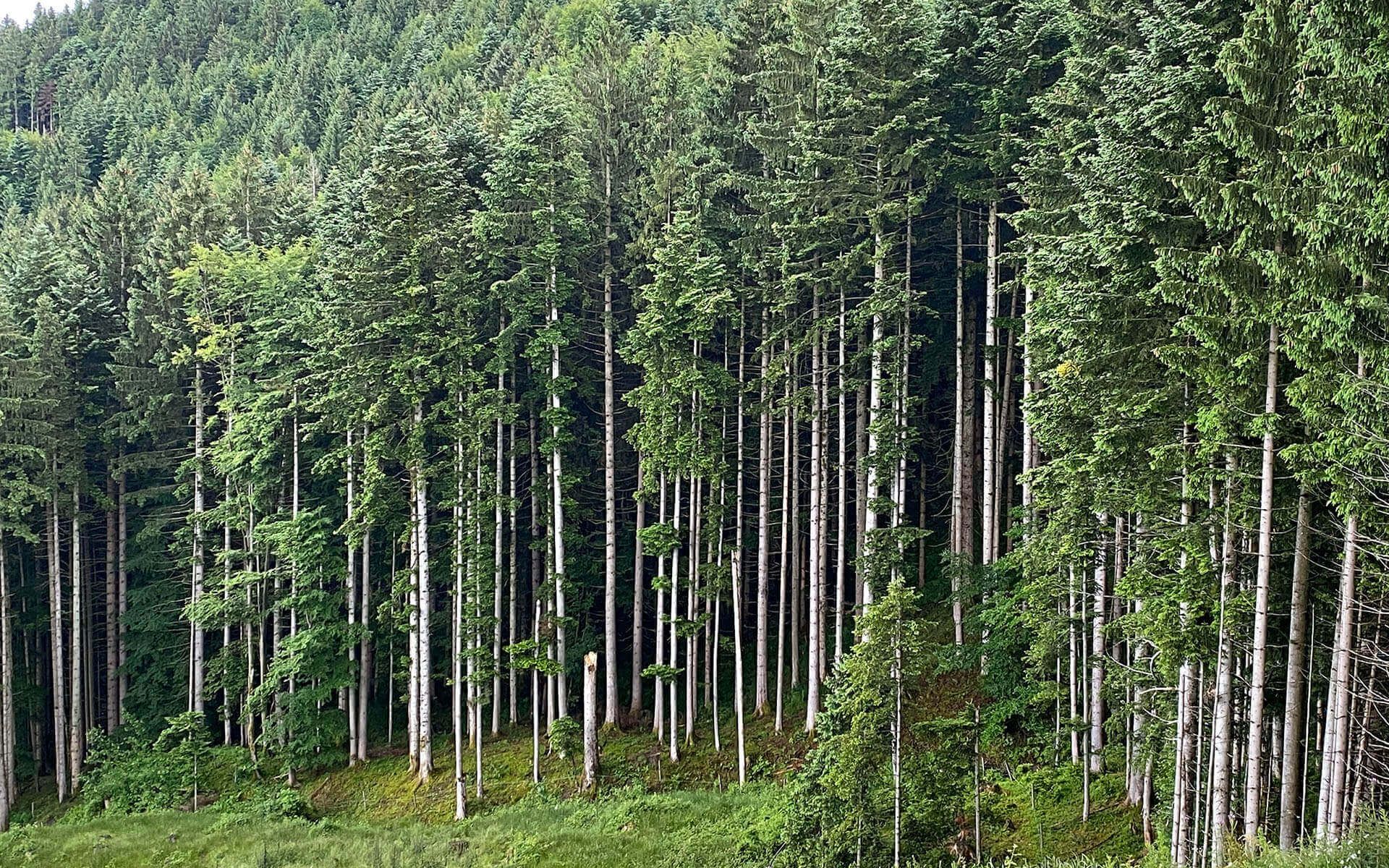 Wald in Bayern